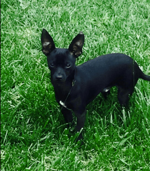 Screen Shot 2016-01-16 at 3.45.59 PM.png